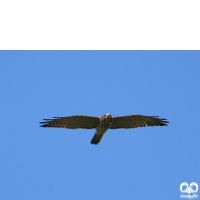 گونه پیغو Levant Sparrowhawk